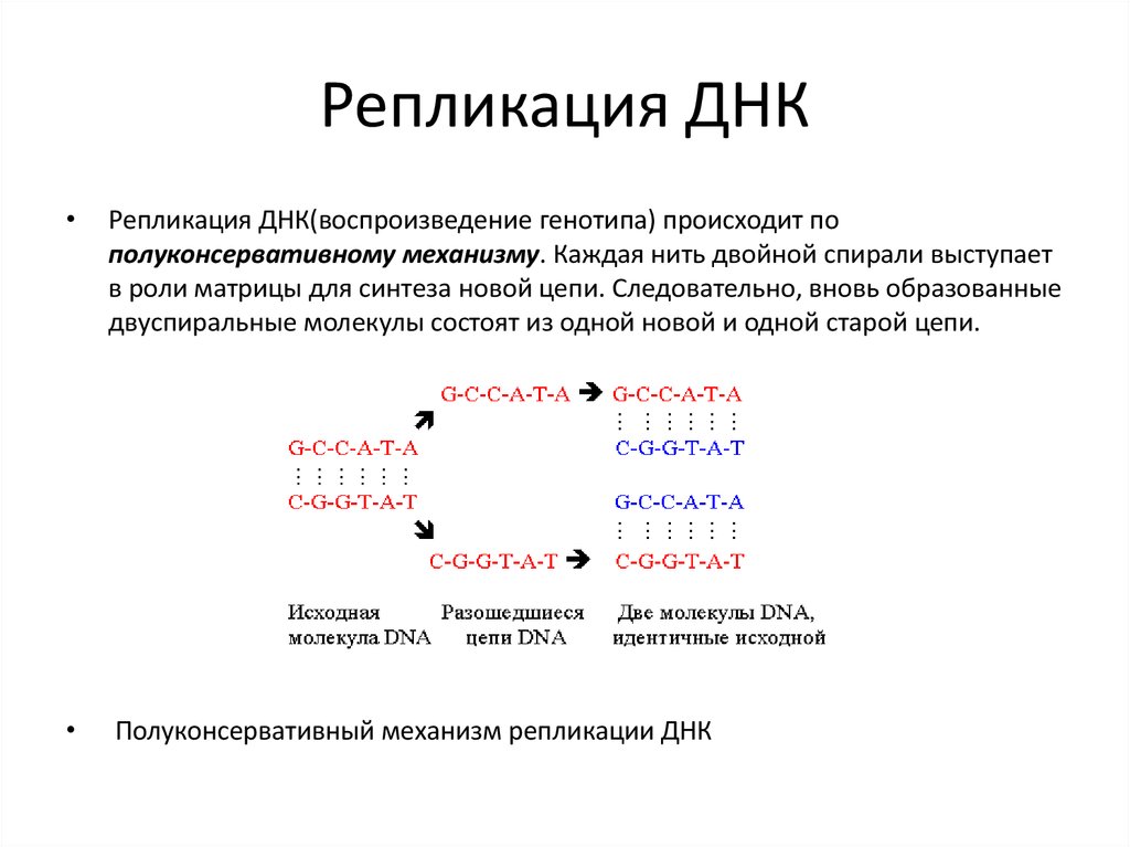 В молекуле днк обнаружено 880. Репликация по полуконсервативному типу. Полуконсервативный характер репликации ДНК означает что. Полуконсервативная репликация ДНК. Репликация ДНК по полуконсервативному способу.