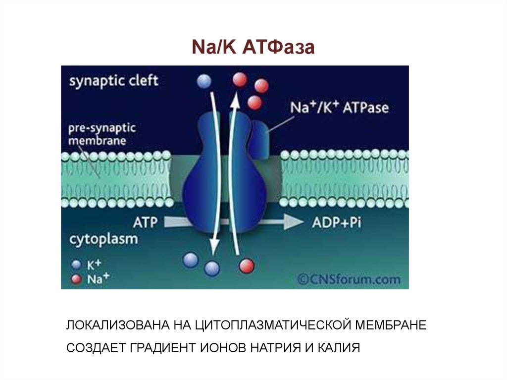 Натрий калиевая атфаза