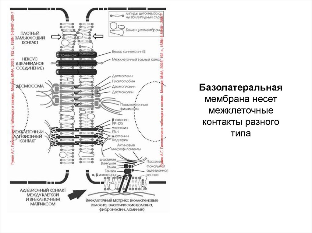 Схемы строения межклеточных контактов разных типов. Строение межклеточных контактов. Схема строения межклеточных контактов. Десмосомы и нексусы. Соединение клеток между собой.