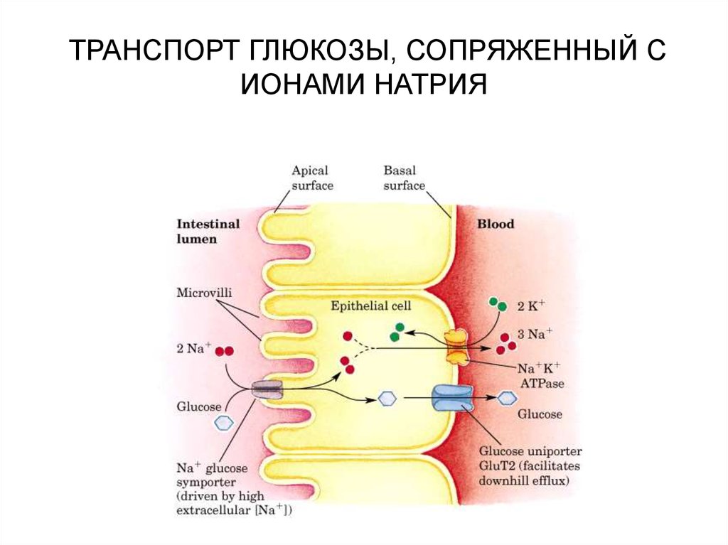 Схема строения ионов натрия