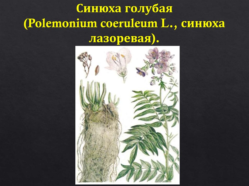 Синюха голубая (Polemonium coeruleum L., синюха лазоревая).