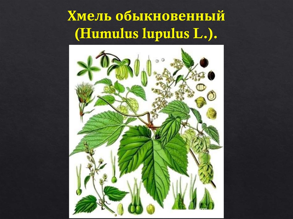 Хмель обыкновенный (Humulus lupulus L.).