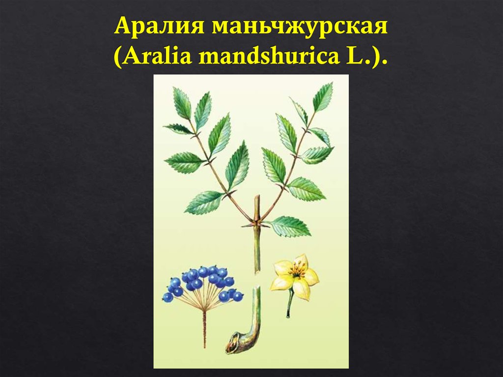 Аралия маньчжурская (Aralia mandshurica L.).