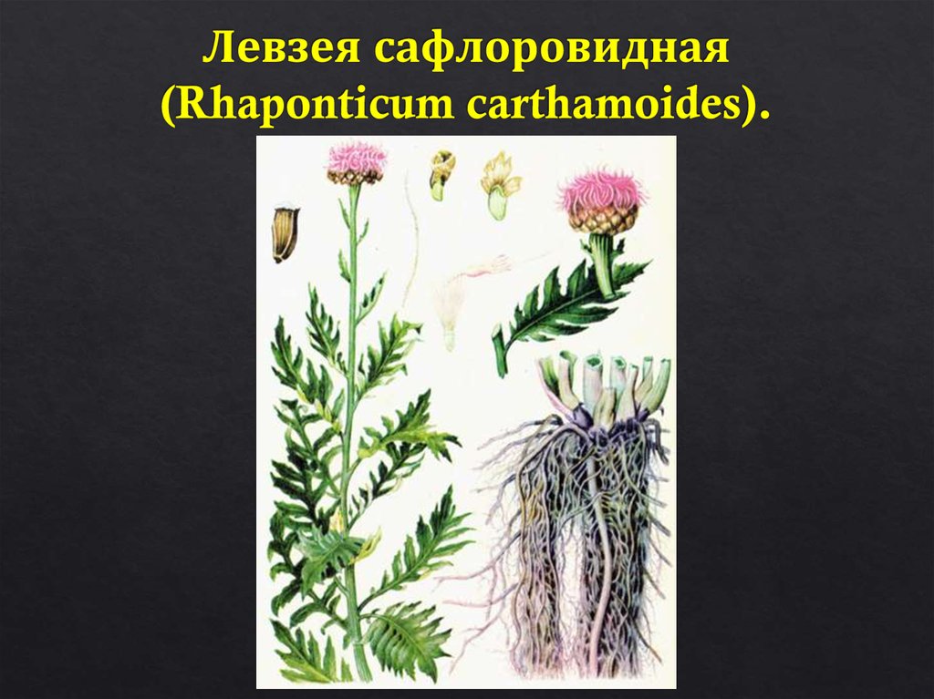 Левзея сафлоровидная (Rhaponticum carthamoides).