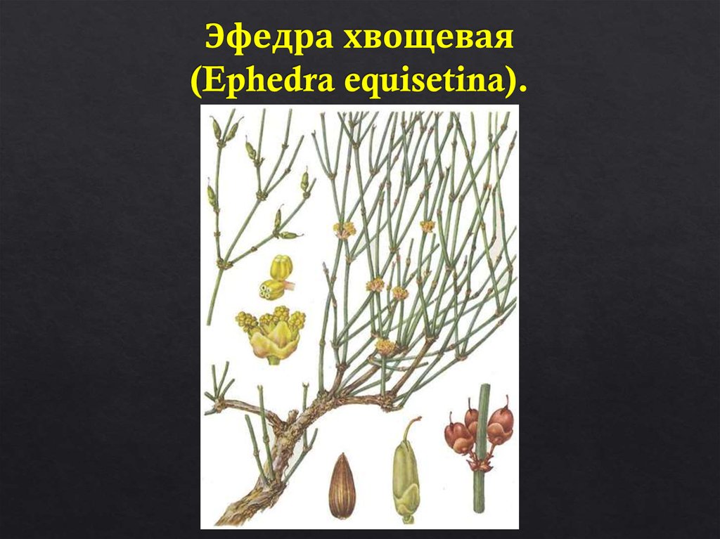 Эфедра хвощевая (Ephedra equisetina).