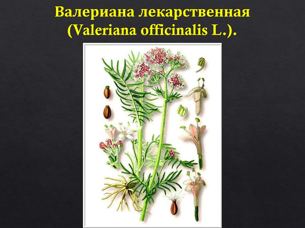 Валериана лекарственная (Valeriana officinalis L.).