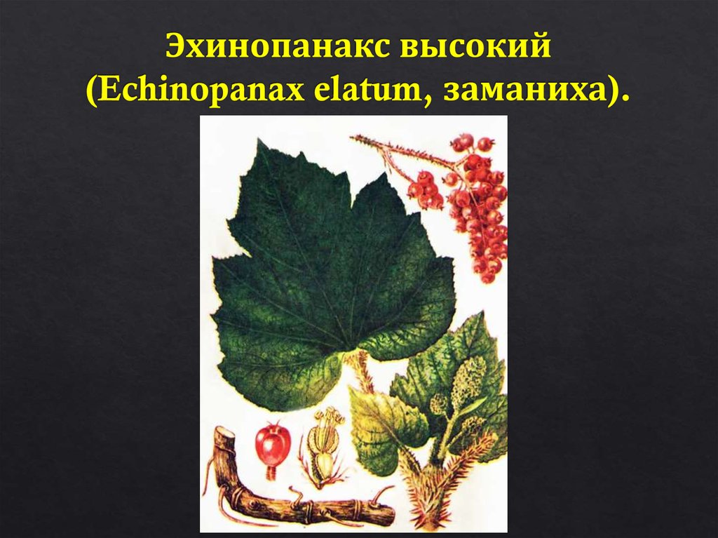 Эхинопанакс высокий (Echinopanax elatum, заманиха).