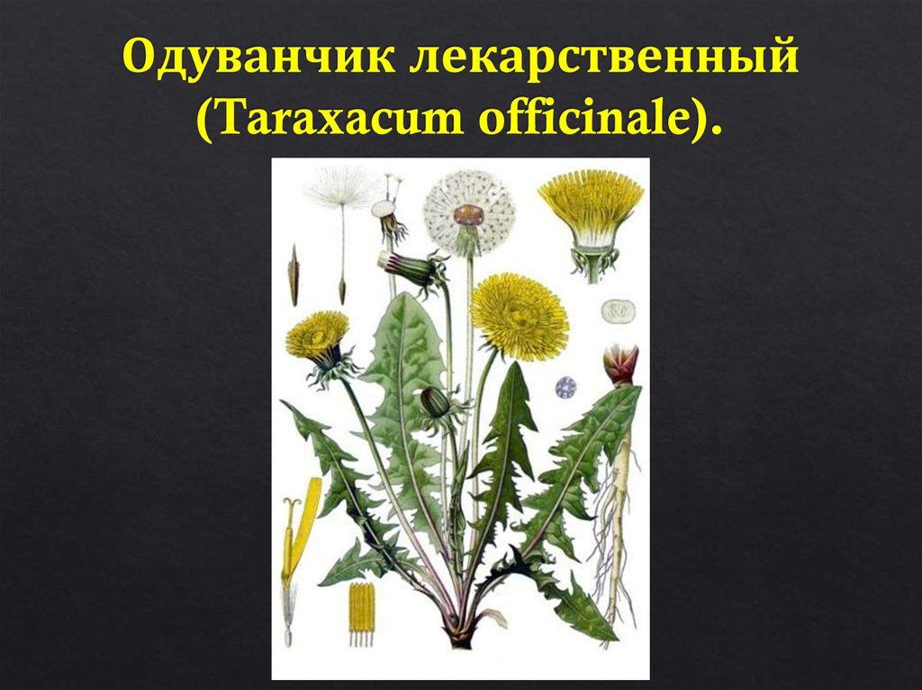 Одуванчик лекарственный род. Одуванчик лекарственный – Taraxacum officinale. Соцветие одуванчика лекарственного. Формула цветка одуванчика лекарственного. Строение одуванчика.