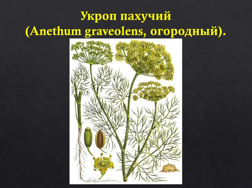 Укроп пахучий (Anethum graveolens, огородный).