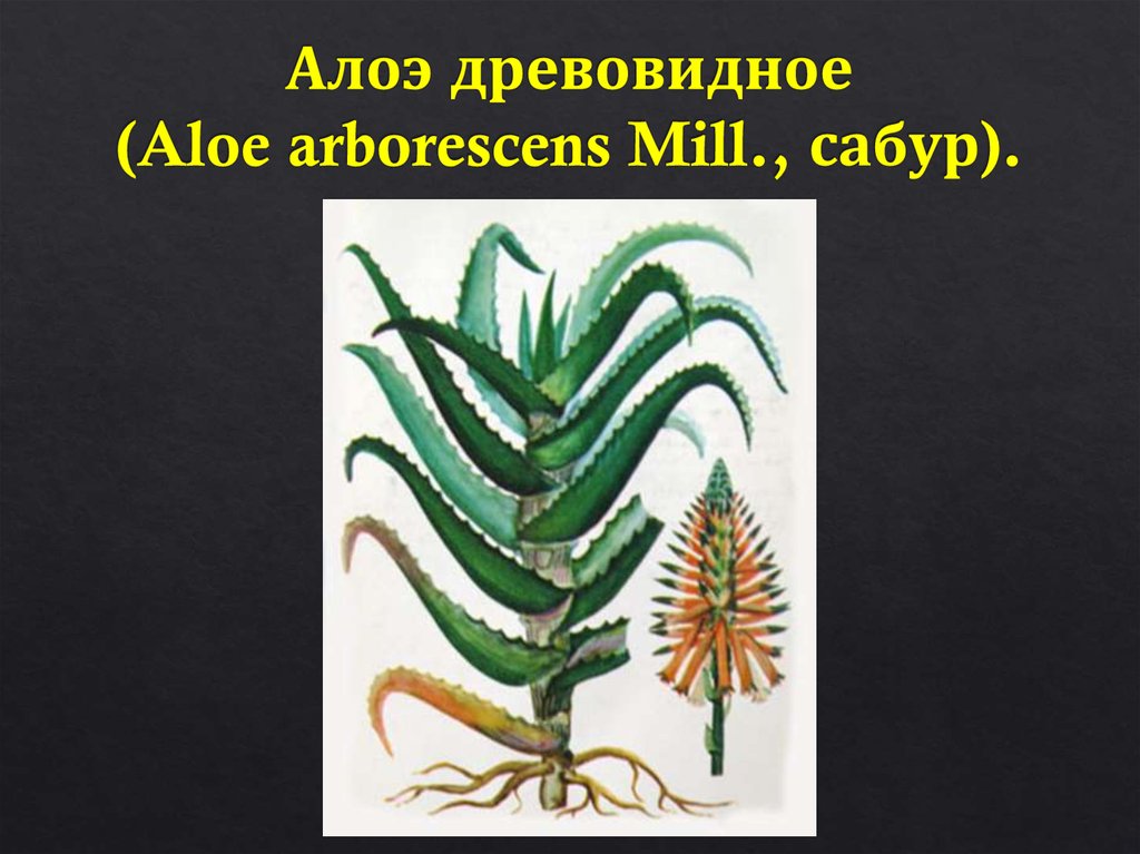 Алоэ древовидное (Aloe arborescens Mill., сабур).