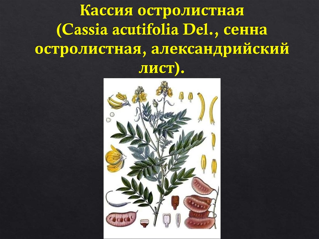 Кассия остролистная (Cassia acutifolia Del., сенна остролистная, александрийский лист).