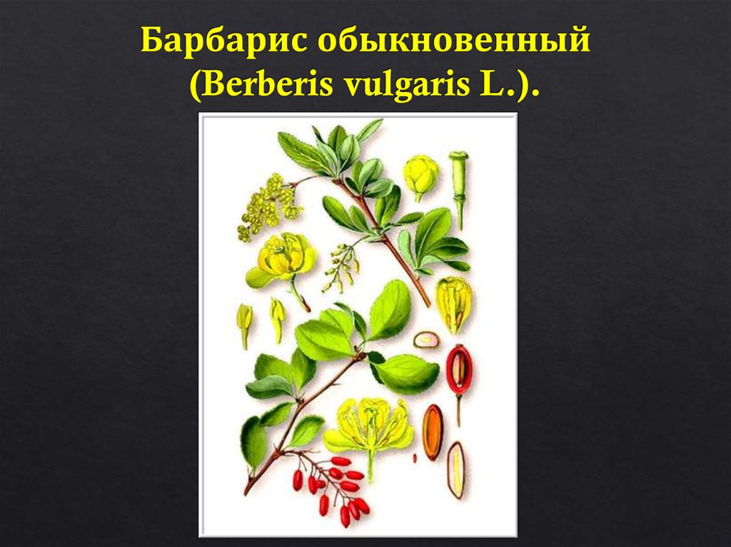 Барбарис обыкновенный (Berberis vulgaris L.).