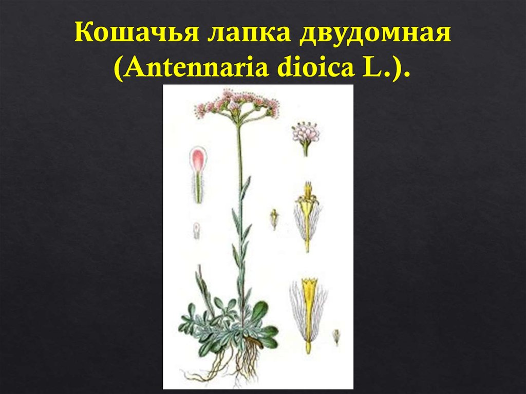 Кошачья лапка двудомная (Antennaria dioica L.).