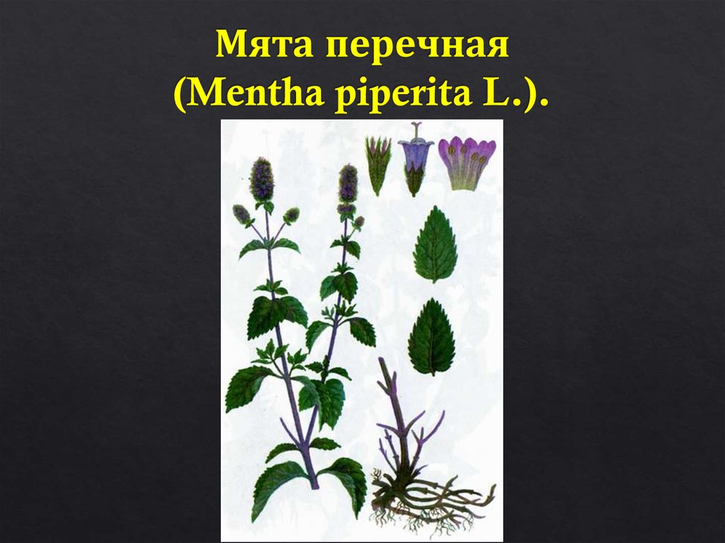 Мята перечная (Mentha piperita L.).