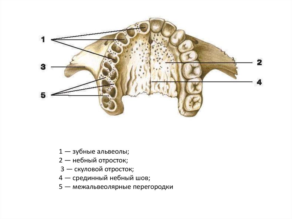 Фото верхней челюсти анатомия