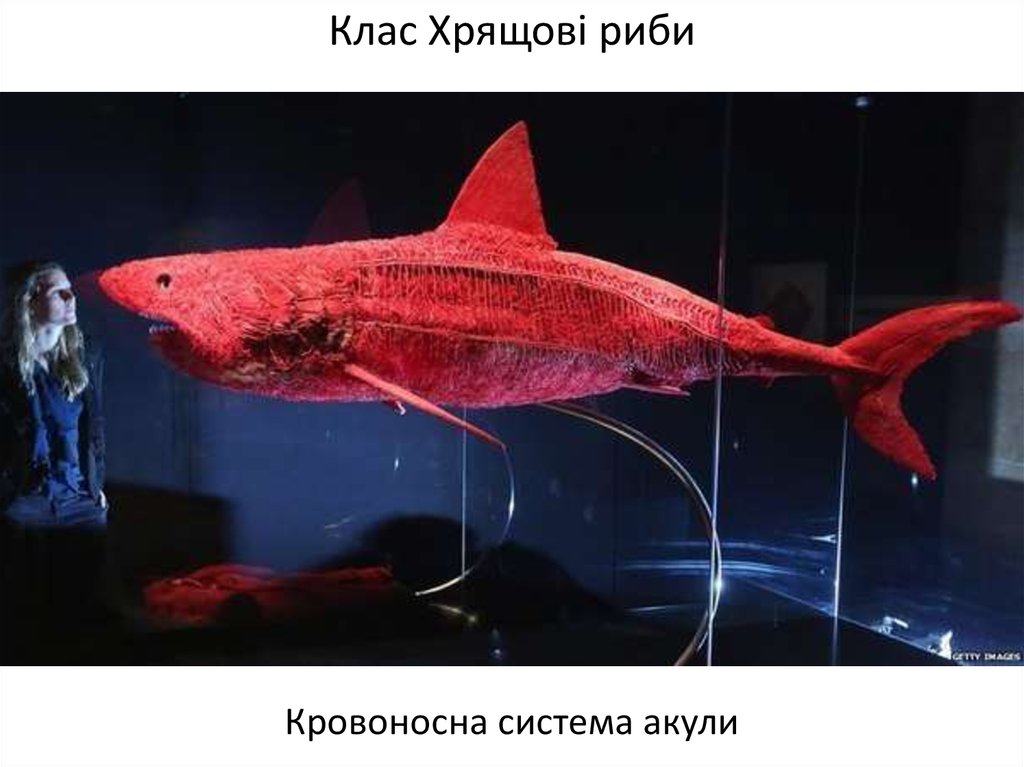 Клас Хрящові риби