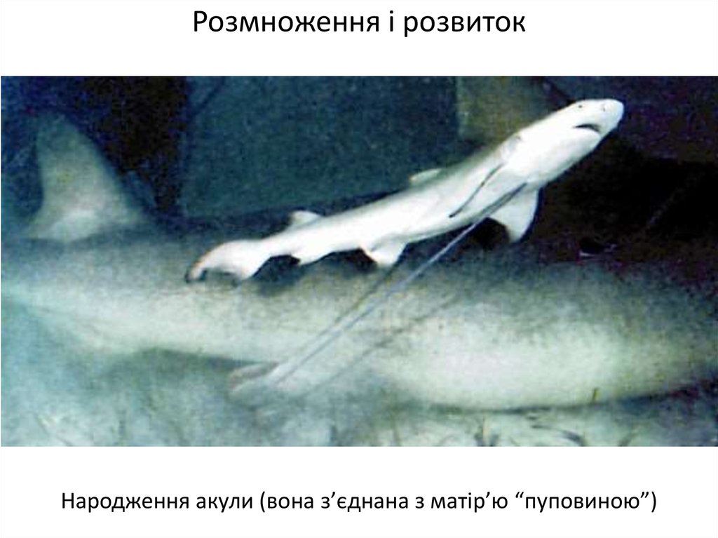 Внутреннее оплодотворение у хрящевых. Катран яйцеживорождение. Сельдевая акула живородящая. Размножение акул.