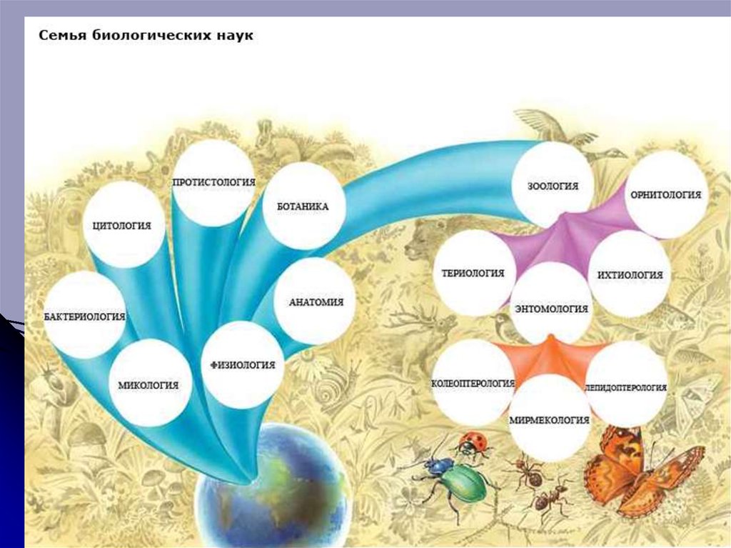 Биология как наука 5 класс презентация