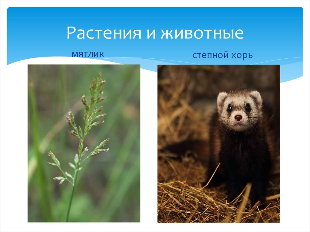 Растения и животные