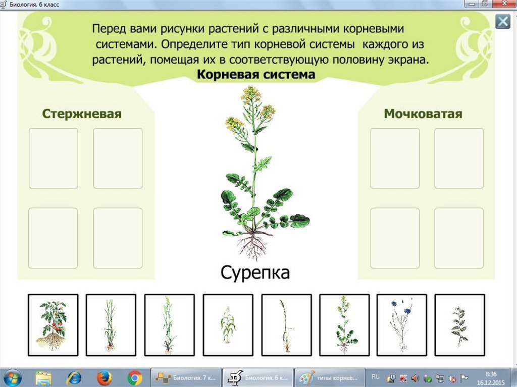 Использование рисунков на уроках биологии