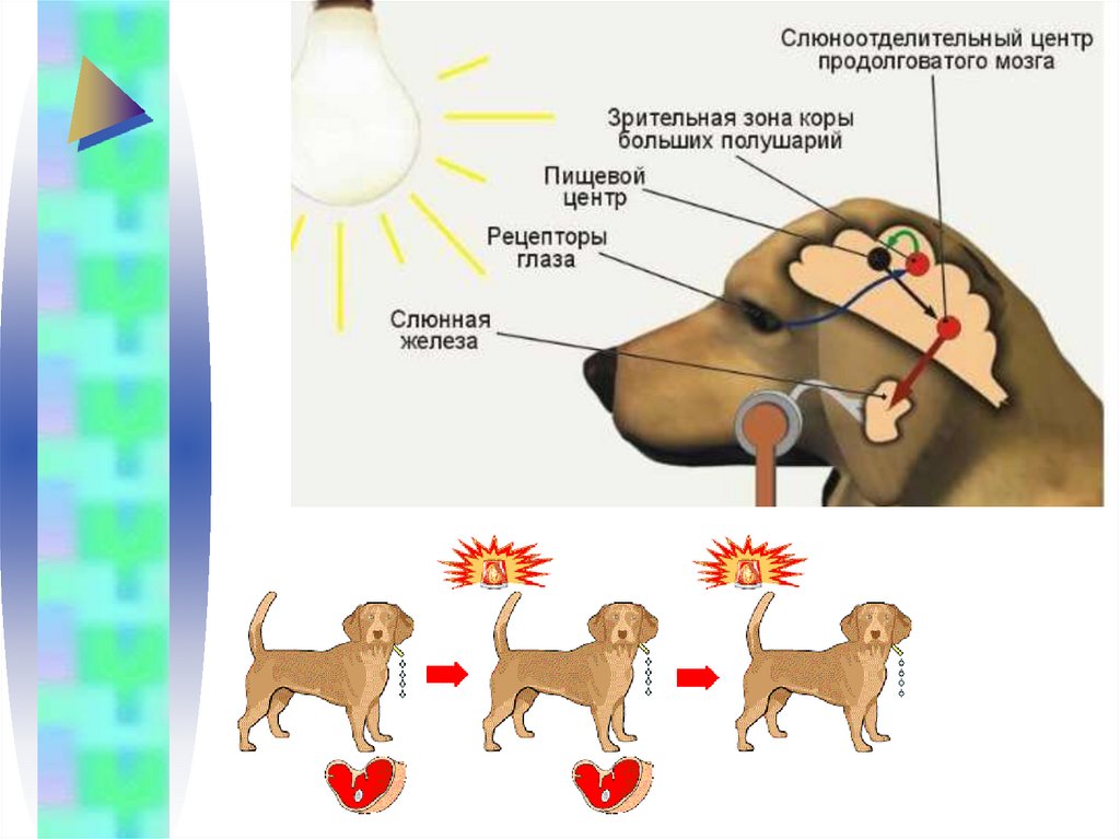 Примеры рефлексов головного мозга. Условные рефлексы примеры. Рефлексы собак. Условные и безусловные рефлексы картинки. Выработка условного рефлекса у собаки.