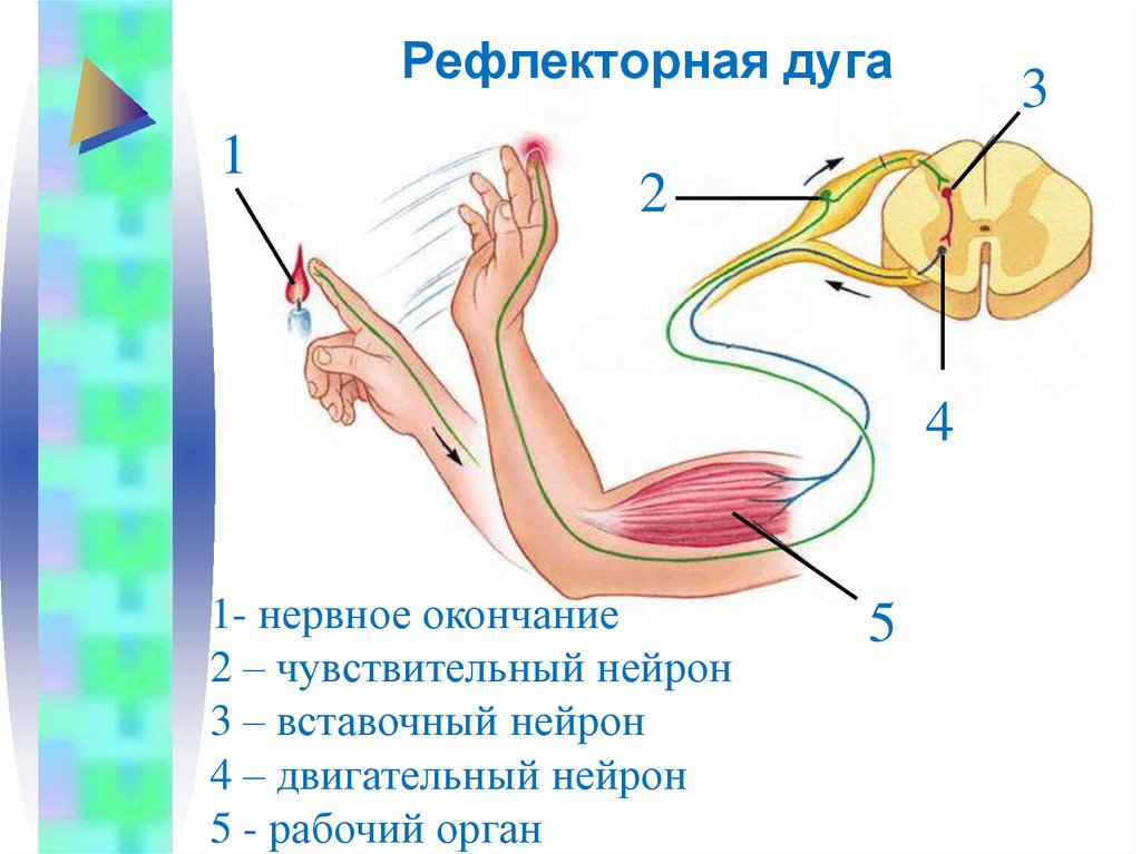 Рефлекс отдергивания руки от горячего. Схема рефлекторной дуги при ожоге. Вставочный Нейрон в рефлекторной дуге. Рефлекторная дуга человека при отдергивании руки. Рефлекторная дуга чувствительный вставочный двигательный.