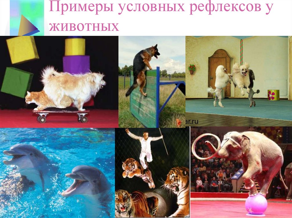 Рефлексы на фотографии это