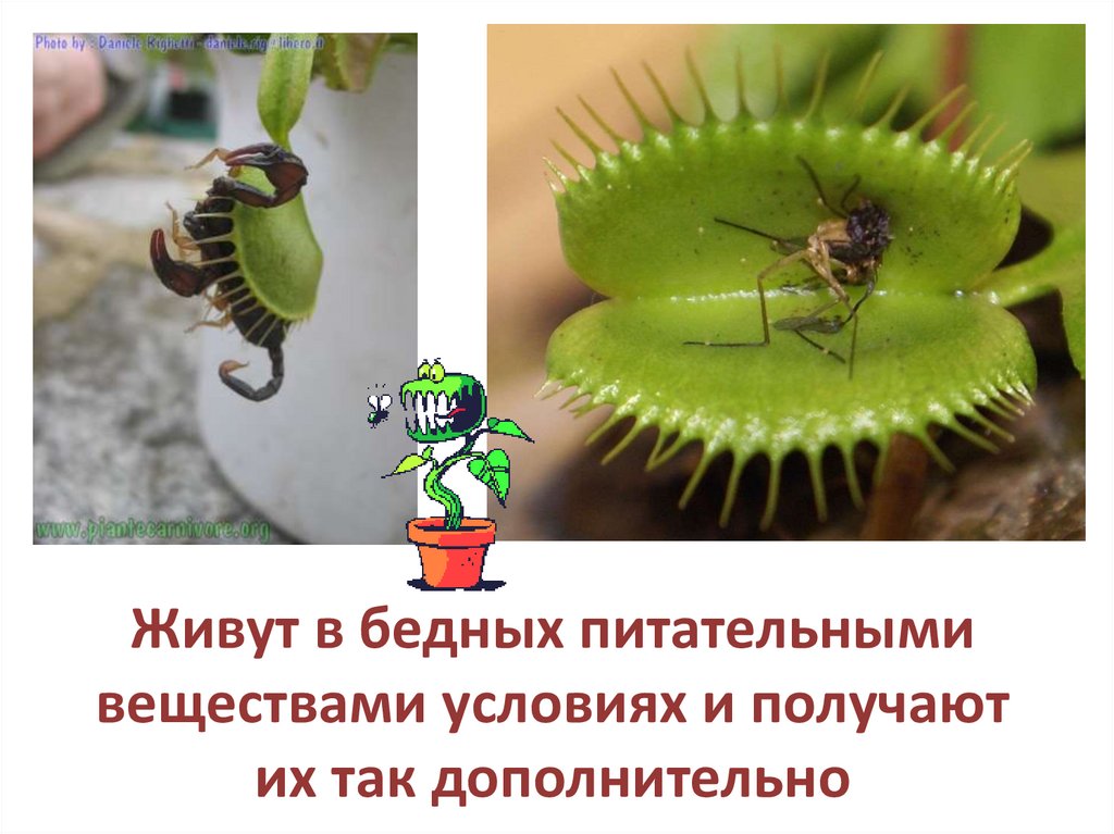 Выставка насекомых нижний новгород