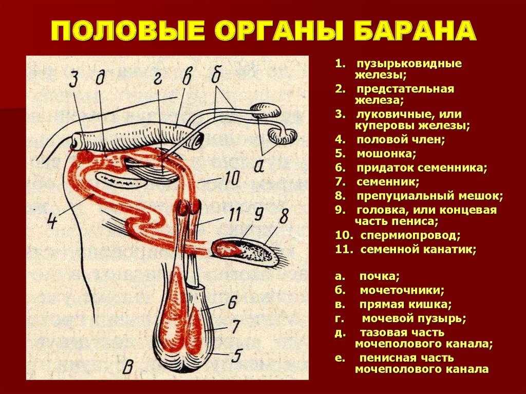 Контрольная работа: Анатомия половых органов самцов жвачных и однокопытных