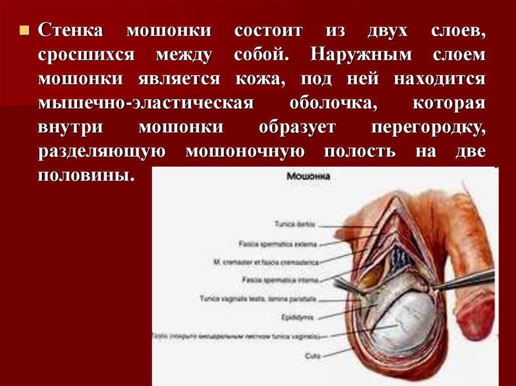 Подковообразная почка – причины, симптомы, диагностика и лечение в «СМ-Клиника»