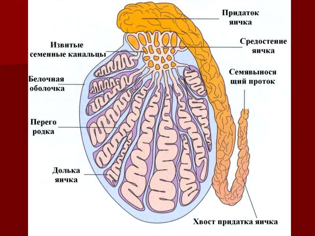 Мужские яички органы. Внутреннее строение яичка. Семенник внутреннее строение. Яичко мужское анатомия строение. Внутреннее строение яйца человека.
