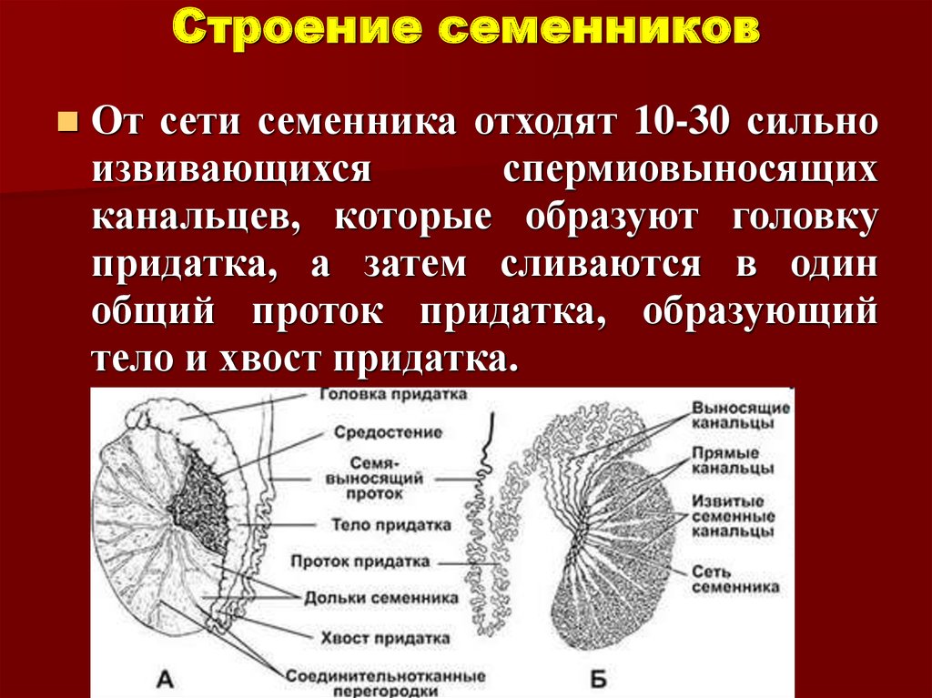 Схема строения семенника