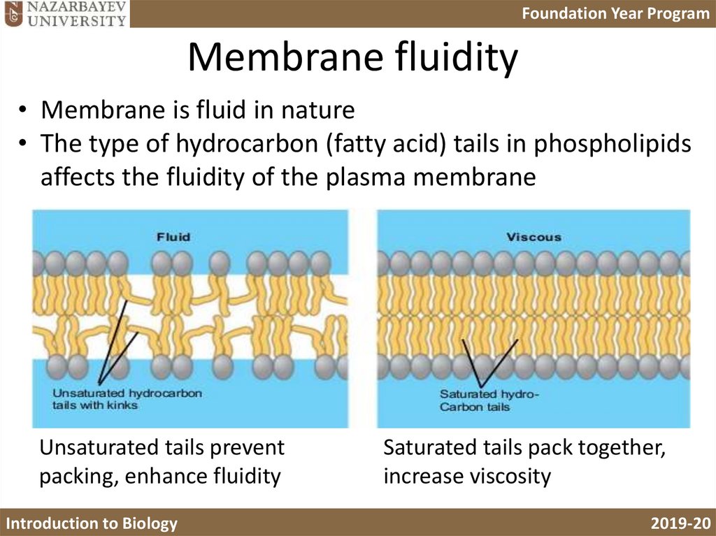 whats a membrane sweep