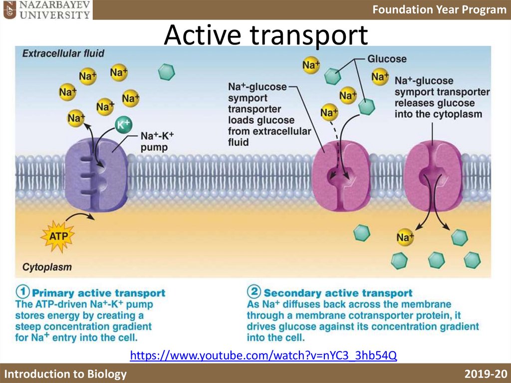 passive-transport