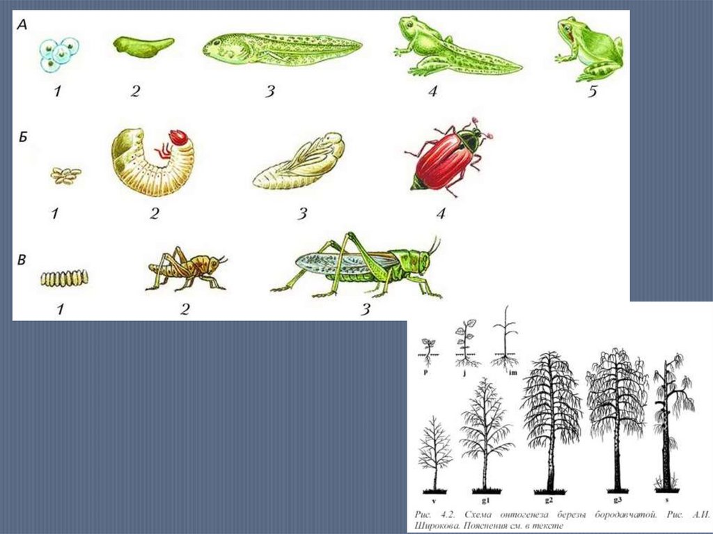 Онтогенез животных 7 класс. Стадии онтогенеза растений. O'simliklar ontogenez phopto.