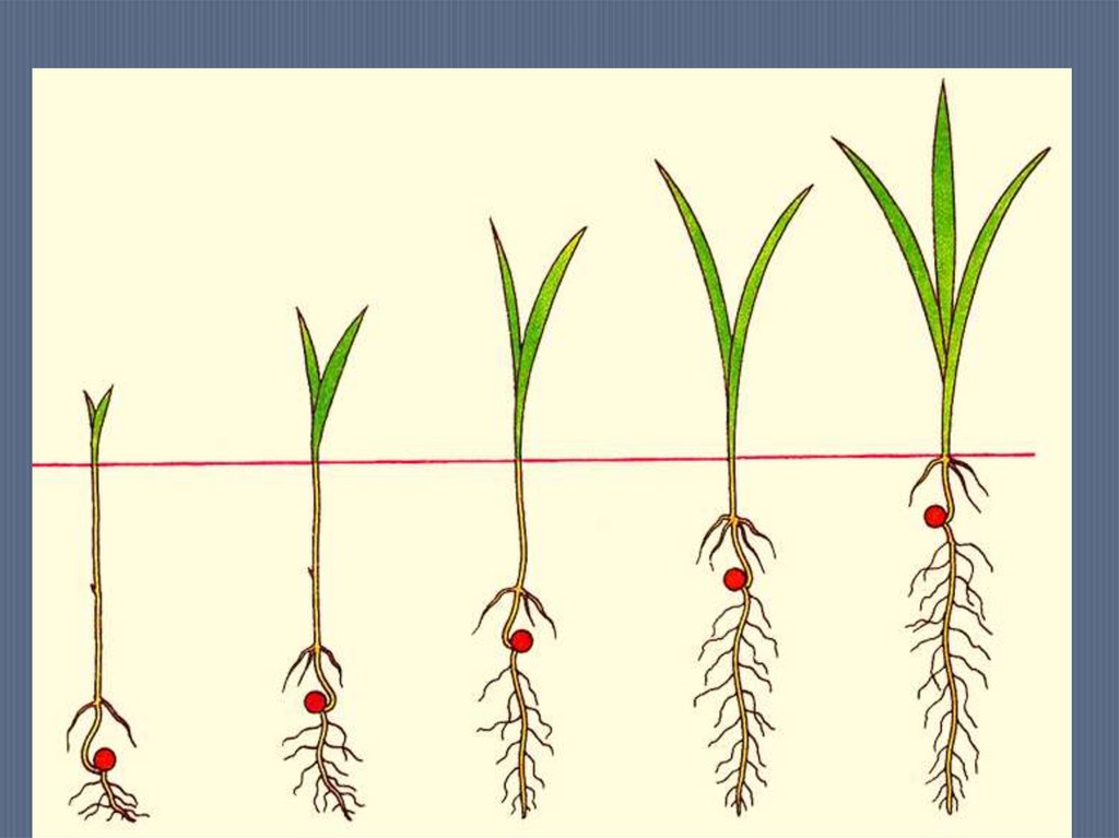 Этапы роста и развития растения. Глубина заделки семян пшеницы. Глубина посева озимой пшеницы. Прорастание пшеницы схема. Глубина посева для прорастания семян.