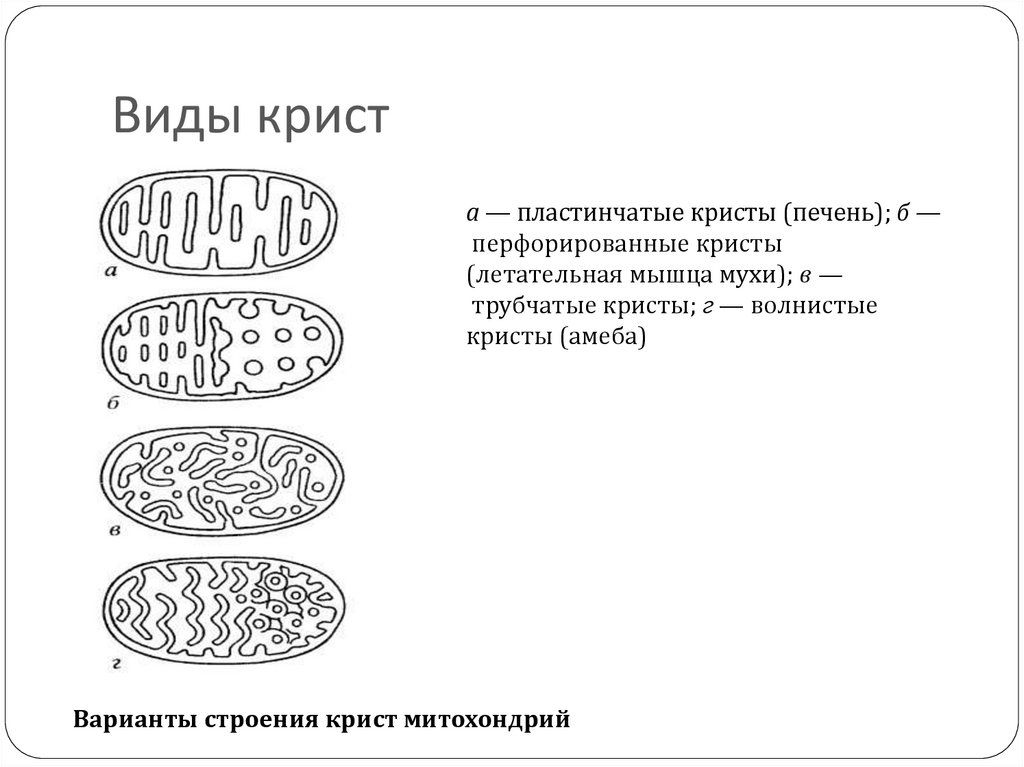 Строение митохондрии кристы