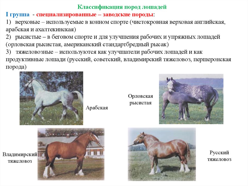 Продуктивные породы. Классификация лошадей. Классификация пород лошадей. Классификация пород сельскохозяйственных животных. Классификация и систематика коневодства.