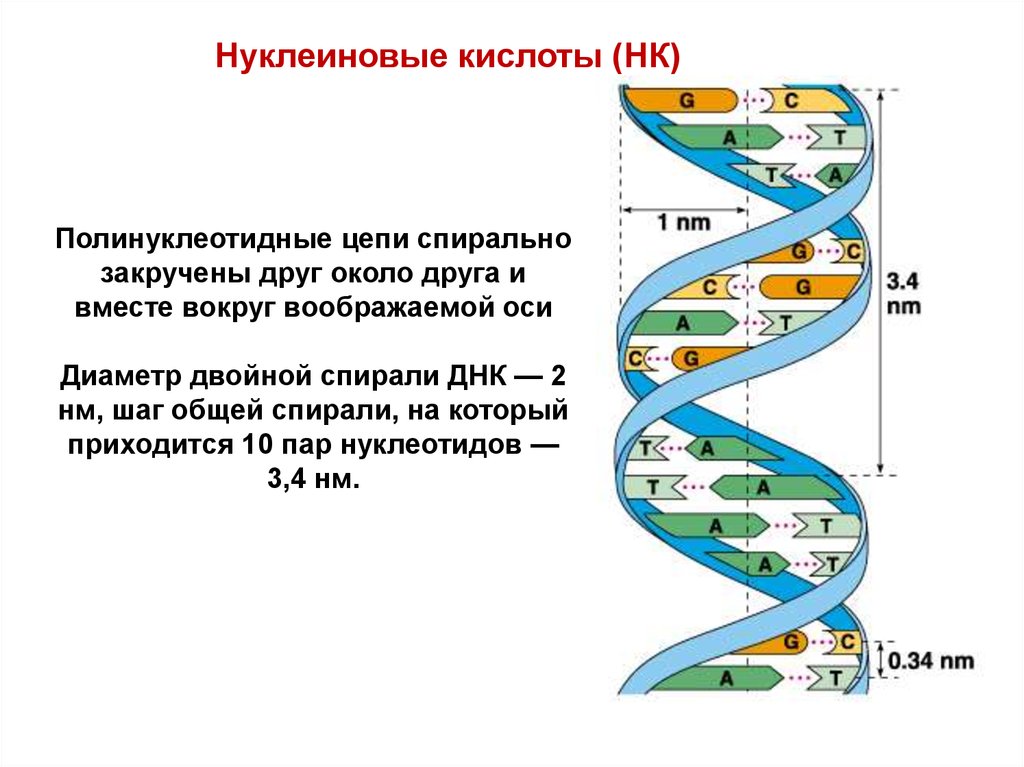 Днк полинуклеотидная. Полинуклеотидная цепь. Спирально закрученная цепь ДНК. Шаг спирали ДНК. Диаметр двойной спирали ДНК.