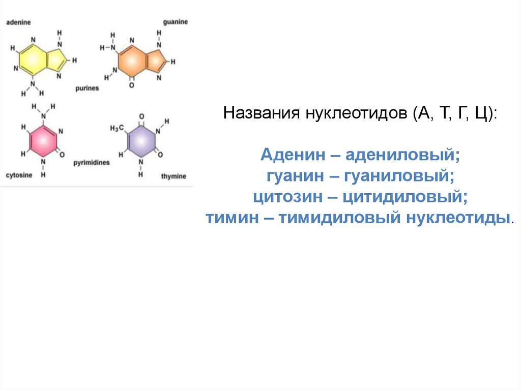 Рнк гуанин цитозин. Аденин Тимин гуанин цитозин пары РНК. Аденин гуанин цитозин Тимин структурные формулы. Аденин гуанин цитозин Тимин соответствие. Нуклеотиды аденин Тимин.