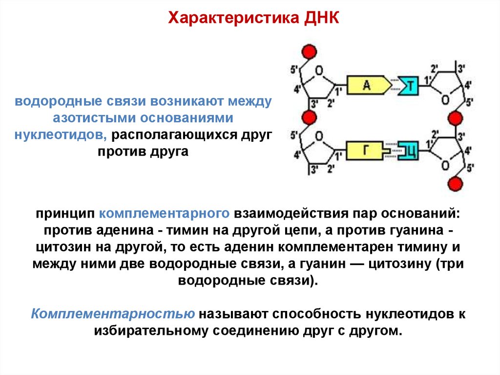 Соединение азотистых оснований. Схема взаимодействия нуклеотидов в ДНК. Внутримолекулярная водородная связь ДНК. Схема соединения азотистых оснований в ДНК. Связи между нуклеотидами в ДНК.