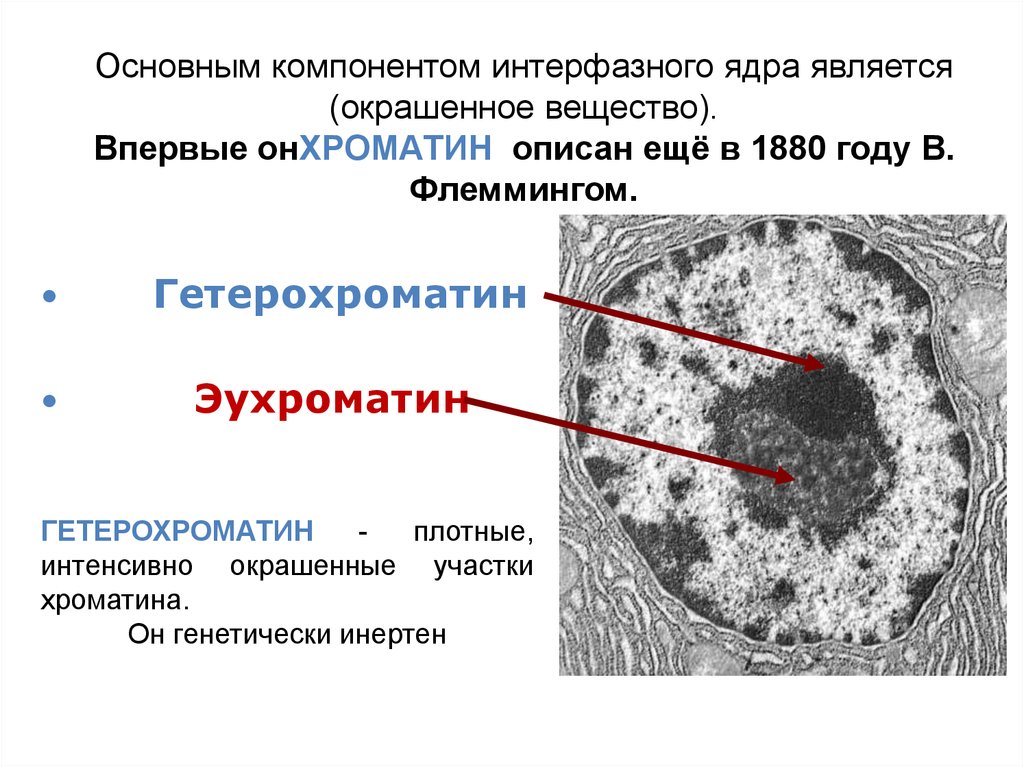 Хроматин формы