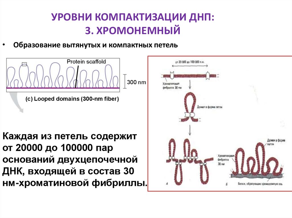 Уровни днк. Хромомерный уровень компактизации ДНК. Петлевой уровень компактизации ДНК. Компактизация ДНК уровни. Уровни компактизации ДНК таблица.