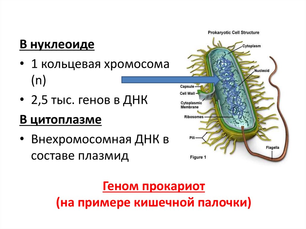 Нуклеоид прокариот. Нуклеоид кишечной палочки. Бактерия кишечная палочка строение. Клетки бактерии кишечной палочки строение. Кишечная палочка строение клетки.