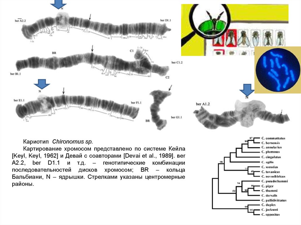 Презентация картирование хромосом