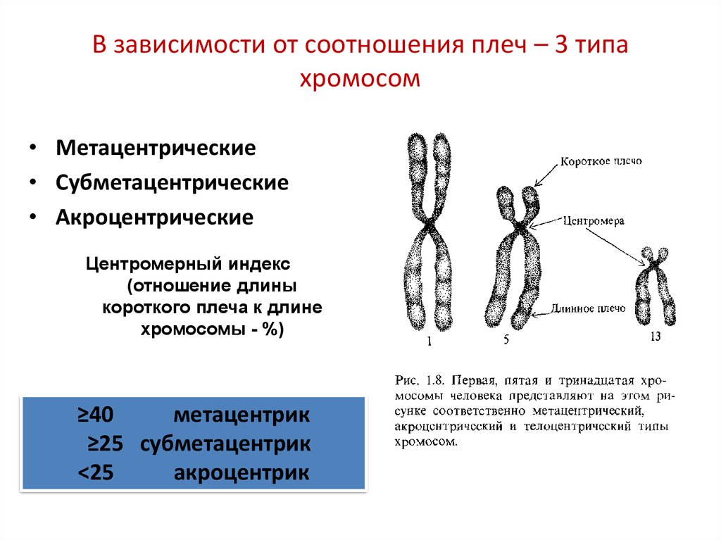 Характеристики хромосом человека. Типы хромосом акроцентрические. Акроцентрические хромосомы человека. Субметацентрические хромосомы. Метацентрические субметацентрические акроцентрические хромосомы.