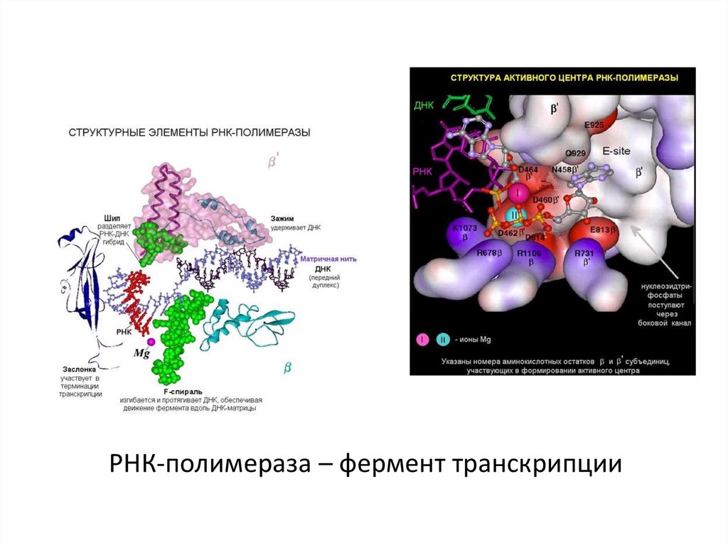 Рнк полимераза участвует. Кофермент РНК полимеразы. РНК полимераза функции заслонки. Активный центр РНК полимеразы. РНК фермент РНК полимераза.