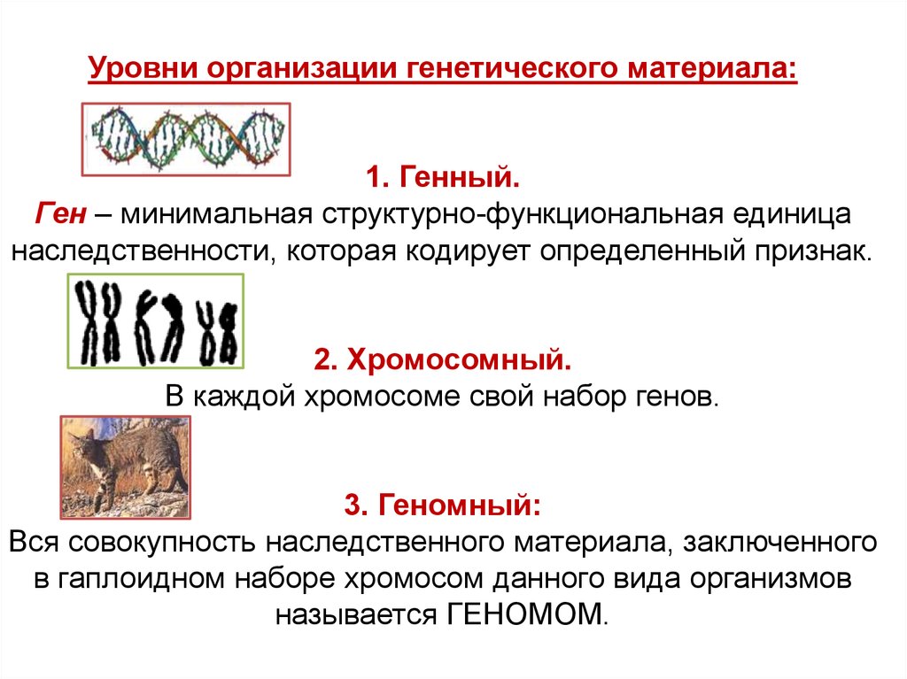 Наследственный материал хромосомы. Уровни организации генетического аппарата. Хромосомный уровень организации наследственного материала кратко. Геномный уровень организации наследственного материала. Уровни организации наследственного материала.