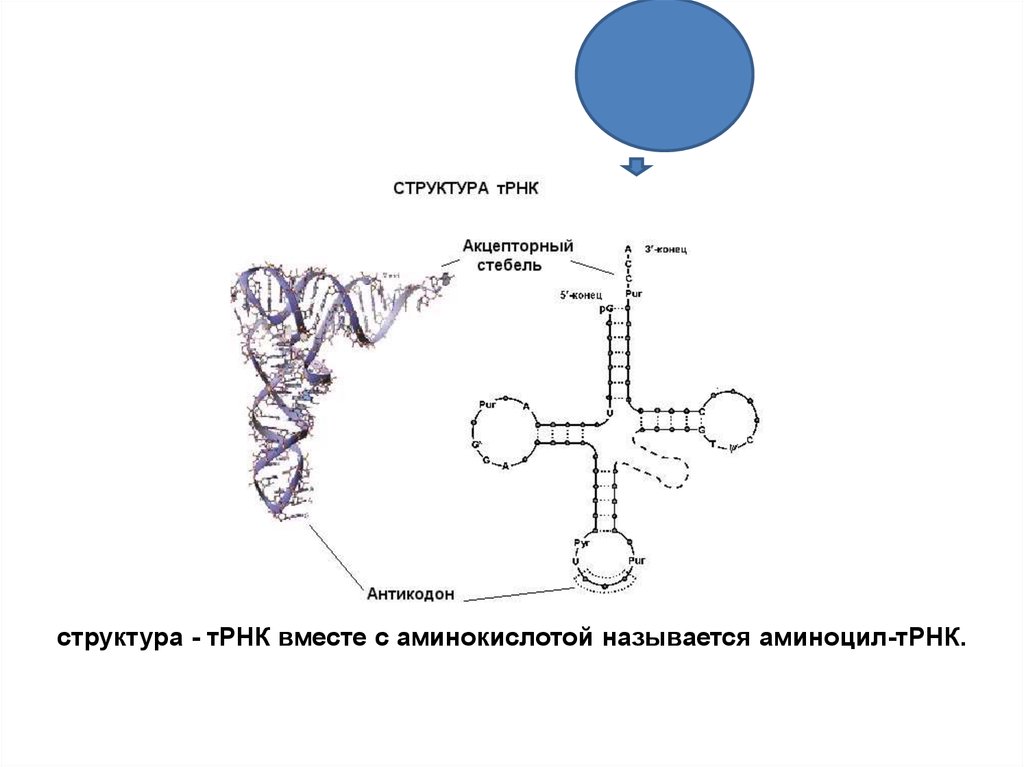 Соединение трнк с аминокислотой. Акцепторный стебель ТРНК функции. Общая структурная формула ТРНК. Строение транспортной РНК. Структура ТРНК.