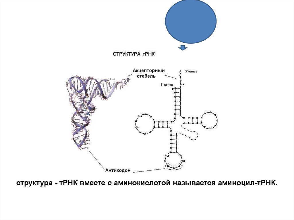 Функция антикодона. Общую структурную формулу ТРНК.. Акцепторный стебель ТРНК функции. Строение транспортной РНК. Структура ТРНК.